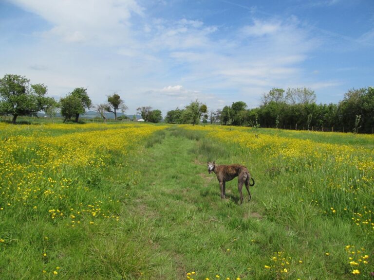 1091 086ce0aeddd9e0d121607fefdfd27526 1 768x576