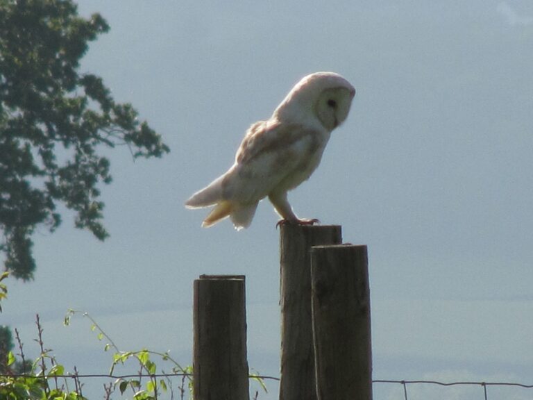 1091 722e3a2503e393f5022d17a7a33a6688 1 768x576