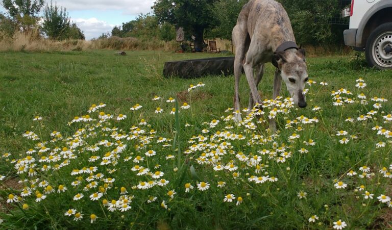 1091 8cc5796bf067f2e95ef6dccf8689689e 1 768x451