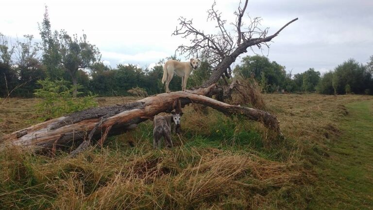 1091 ae96e1bf6caa0322b056dc2eab02c4a5 1 768x432