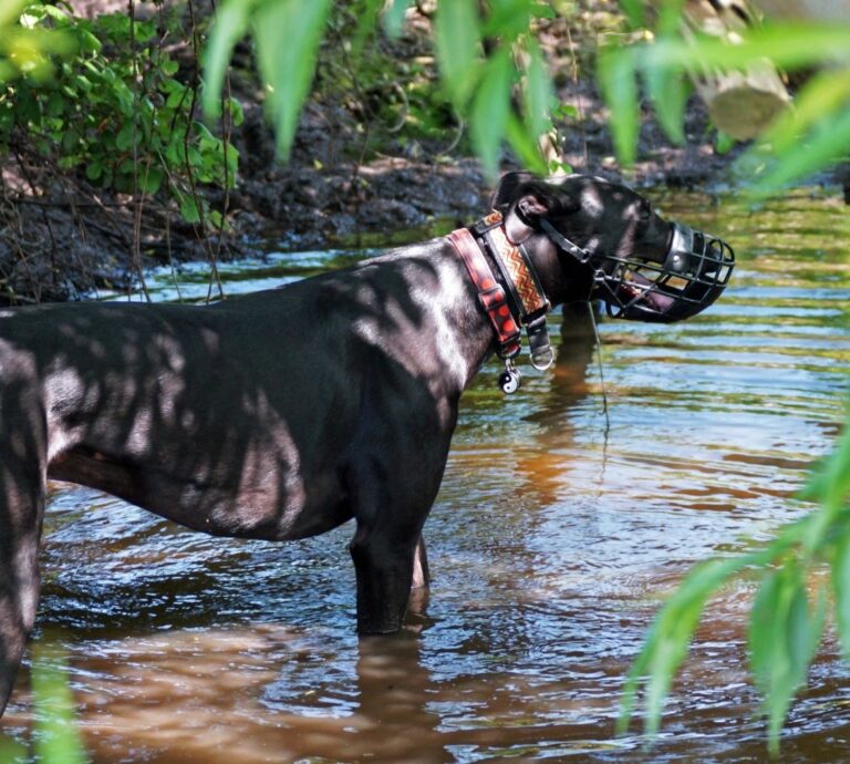 1091 cb9d9ad080e69aef804a60e83caaac4d 1 768x690