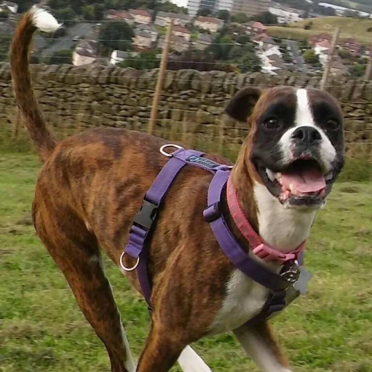 1098 1d2c740115ed39c23058ee80d1449195 1 768x768