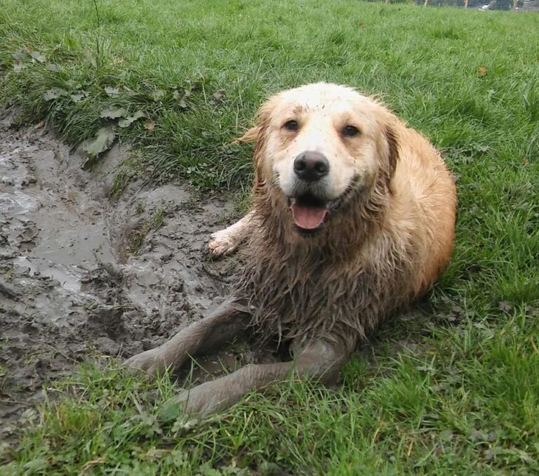 1098 42712277e3b1351024a0a321856516fc 1 768x678