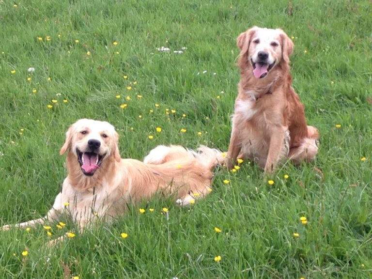 1098 77e5c67f4cf3cc1890b3bf80f8d0be15 1 768x576