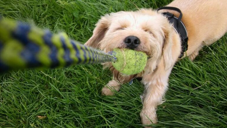 1098 92a069add86b71710b27bdb22fab3665 1 768x433