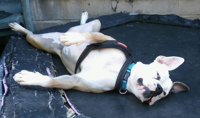 1098 e1cdc53147d3fe946d5214e004effd81 1 768x455