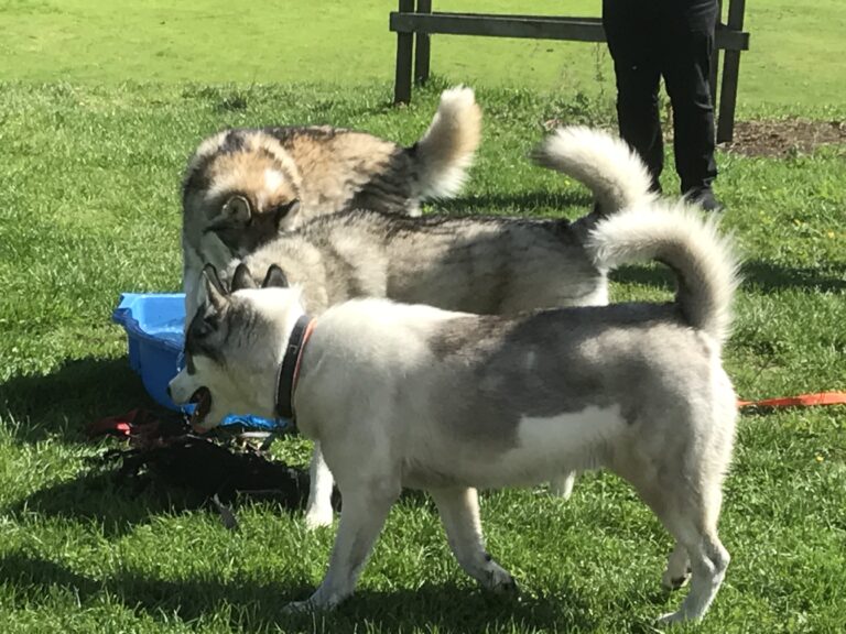 1131 c5a1167e1cceaf5db5346af4e8679607 1 768x576