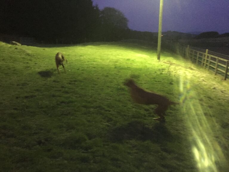 1131 e3f3627c3d21f3af8d0f7b5525d53d93 1 768x576