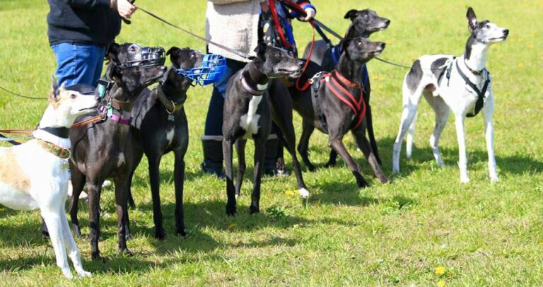 1163 66df91fce47759e6076010ae48e229a4 1 768x406