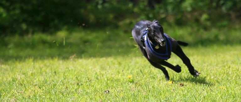 1163 f349e0f75202915f8d35d5f987550423 1 768x327