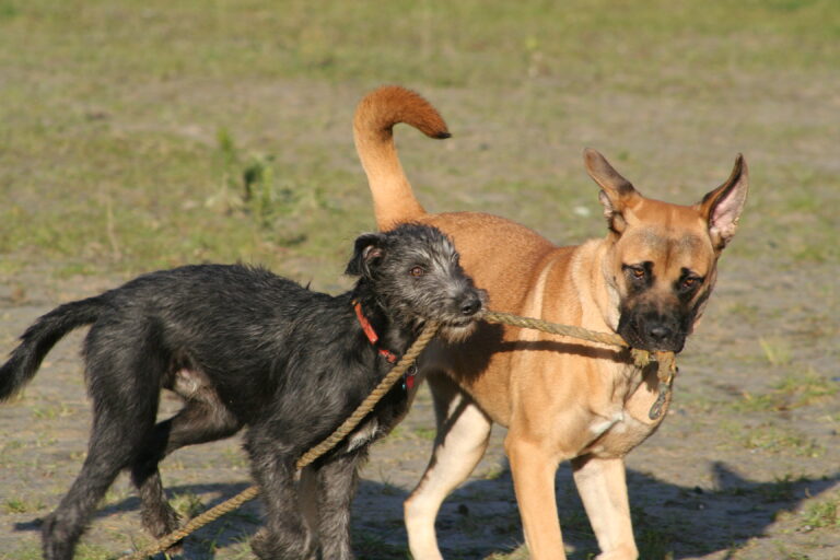 1187 ad638b45da2865918844cc7683e1c088 1 768x512