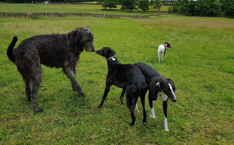 1208 1ccc1dd6a0ad22afdfeef1db75356722 1 768x476