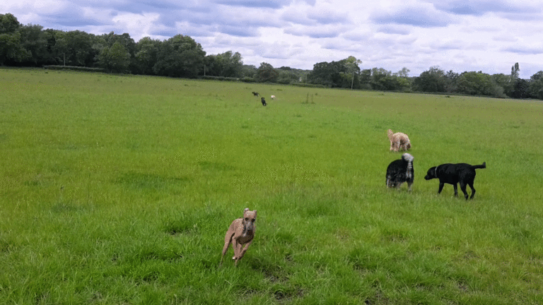 1244 2bf7400e0952d4d3183e0cac85d59017 1 768x432