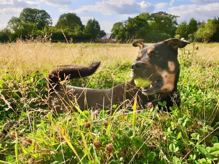 1264 8b92aeb6518fabb664ca43b9f7efdc7e 1 768x576