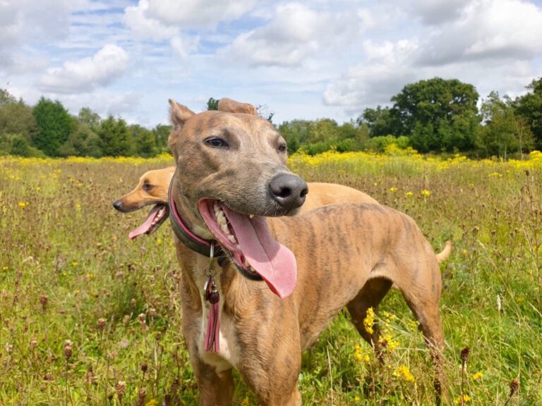 1264 ae14162000b5ae325261bb5bf6d9c3da 1 768x576