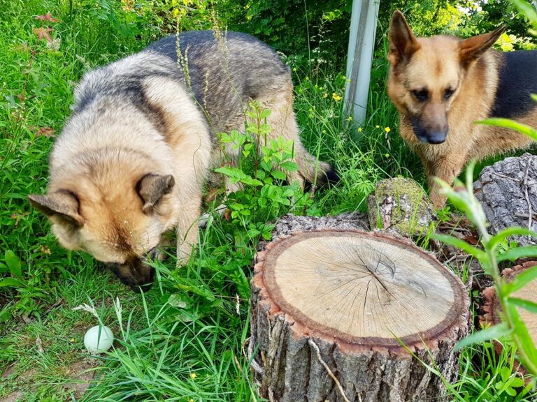 1264 eb8d15ee48c60ecd15e3f11613e58baa 1 768x576