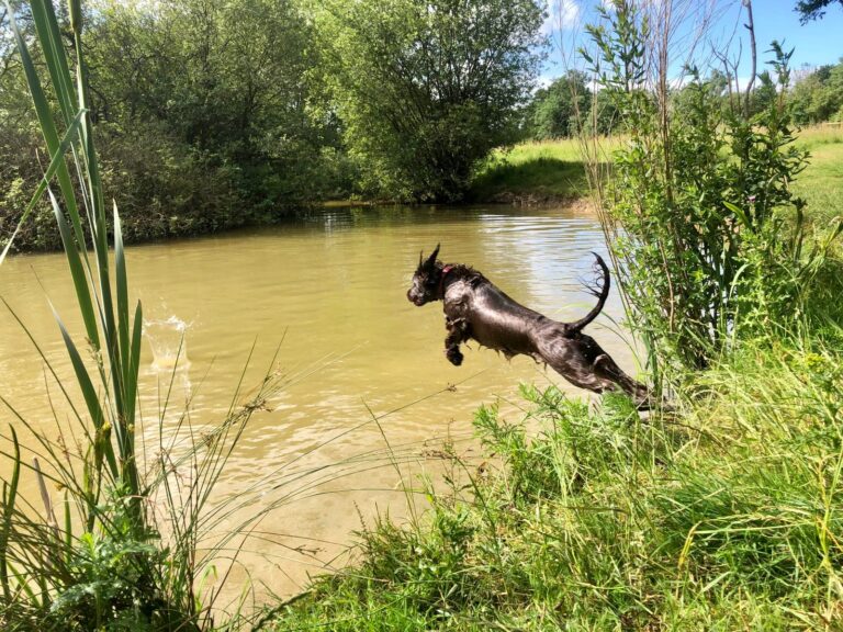 1264 ef5c1a7739d653cf8792ff74abb3a820 1 768x576