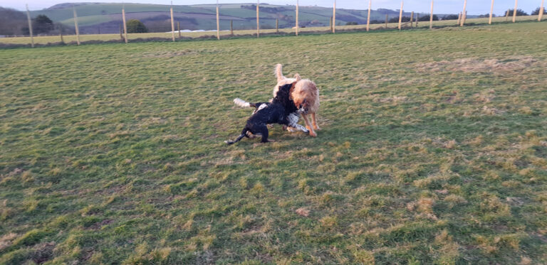 1278 9260bb7101c36a73fef3572073be8469 1 768x373