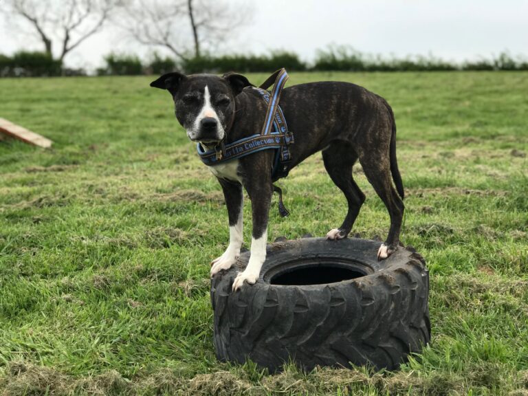 1306 54ff0ec2925f8827acbbd603fe0014ed 1 768x576