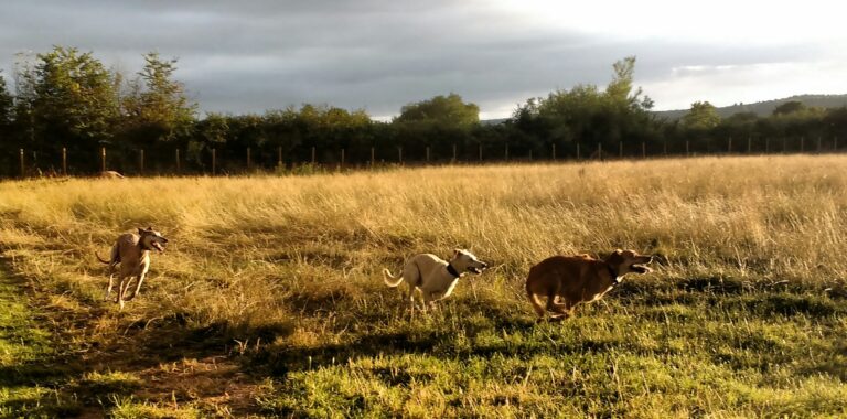 1307 5ae8a6c29c5547b1ac918c5b16b1802e 1 768x380