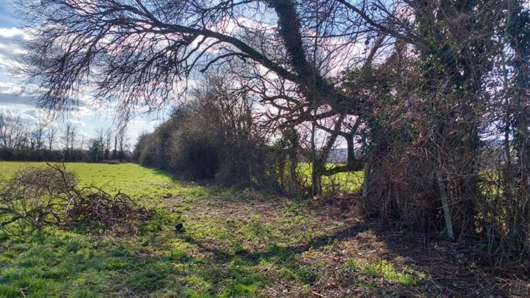 1307 68f2682c8e7d1852a7e4cf354a6299d9 1 768x432