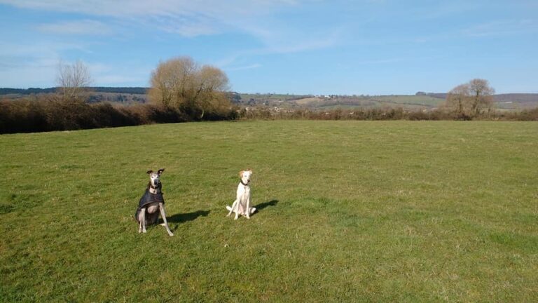 1307 88d1e551fda416a8e60531fb1f4caaa2 1 768x432