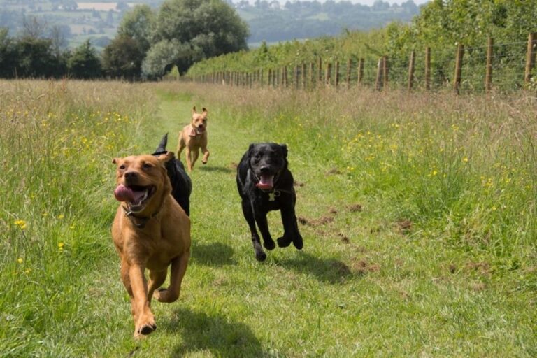 1307 c8fb69286a73e334fdf30207a976499b 1 768x512