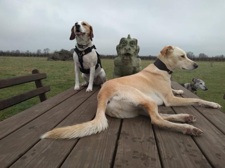 1307 d0d1470b3fac260dc3d9b87226b4dce8 1 768x576