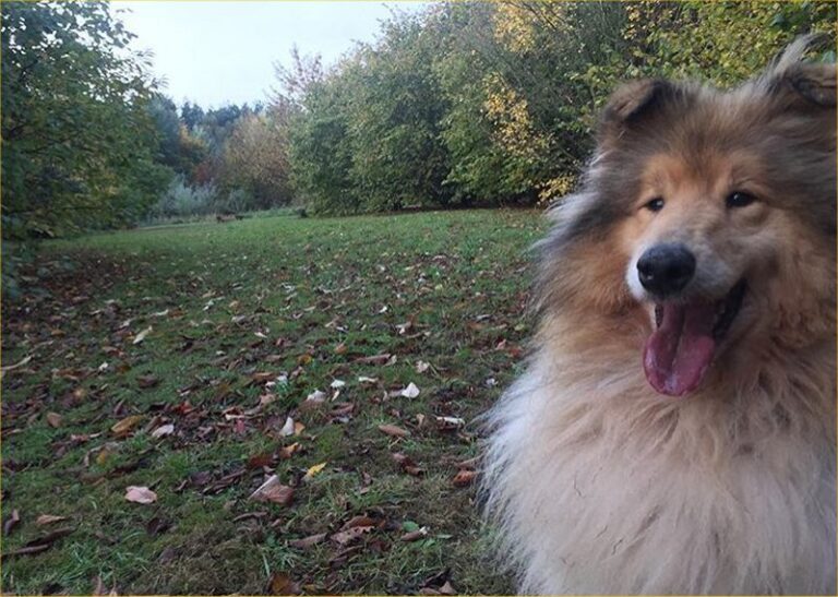 1351 52e8e2d6526fe904067321b35716ecc7 1 768x547