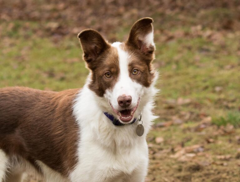 1351 53fdd339d0928887d5660c404cf1b878 1 768x585