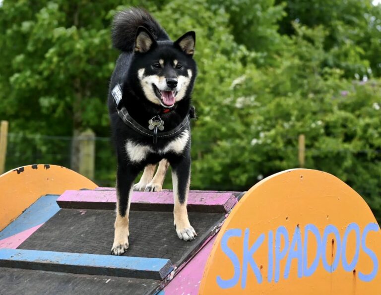 1433 4378ca321bffa9fbdf712e4f2a0b0475 1 768x595