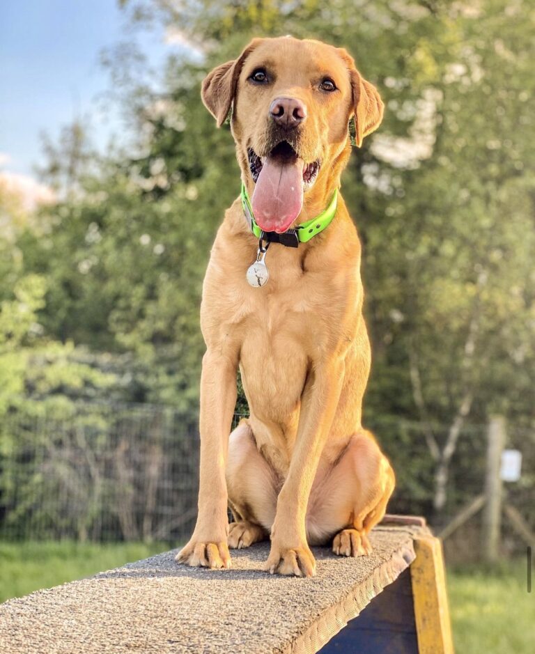 1433 83ddddf77730330ff9411dc2a2af4c56 1 768x939