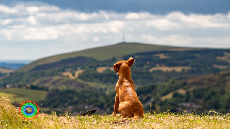 1600 27def3a0f7d151bc15a6a88c7c5bd8a3 1 768x432