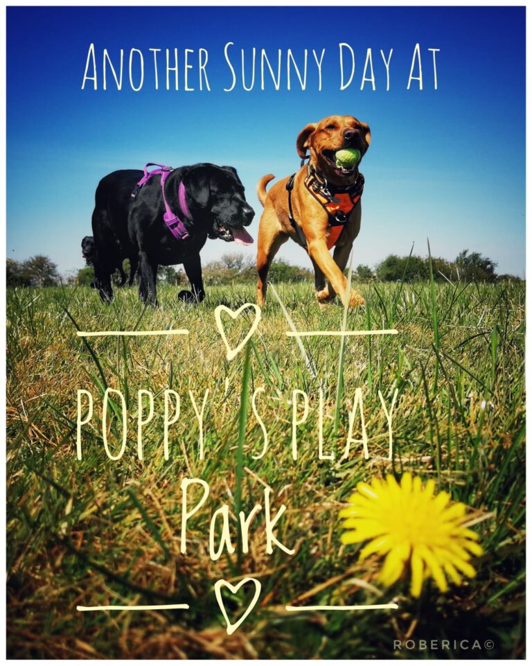 1603 11fdf8f2de6df7618b0a7dd7416133b0 1 768x961