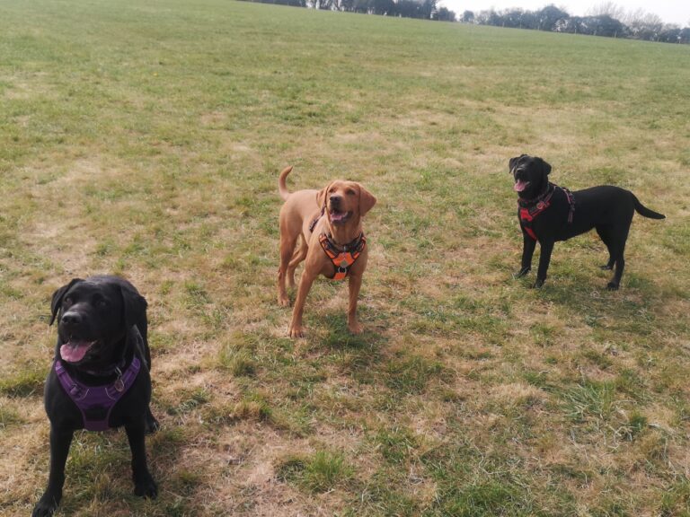 1603 755e3449fae8fb640616887c1c49d1b7 1 768x576