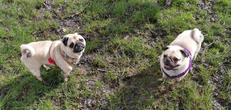 1605 8654e7a8b65d0830bc177887b81ed046 1 768x367