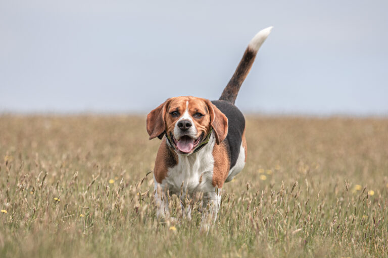 1642 1c5de43cc9f8a067a0c947d8f1af4792 1 768x512