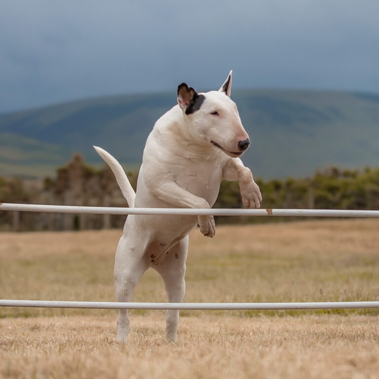 1642 33d1a37401b05070a154ae3697c67e55 1 768x768