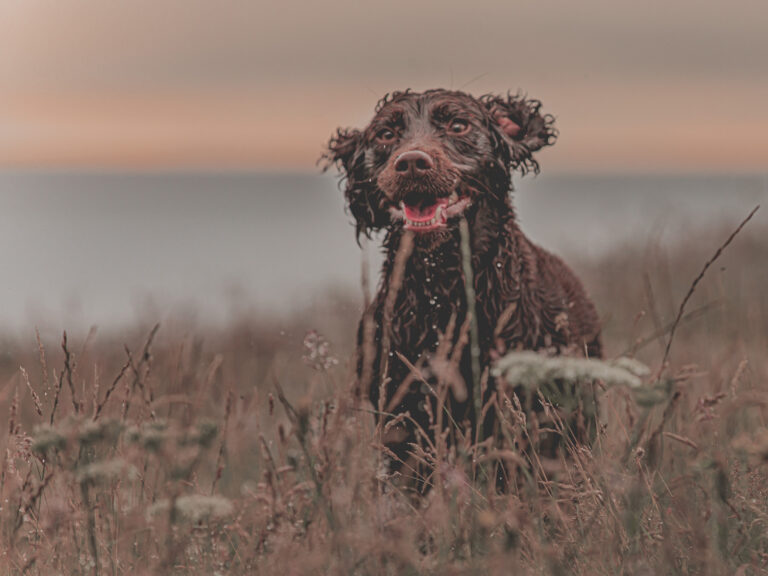 1642 50751cb72b96dadb4e474639feb5bdc8 1 768x576