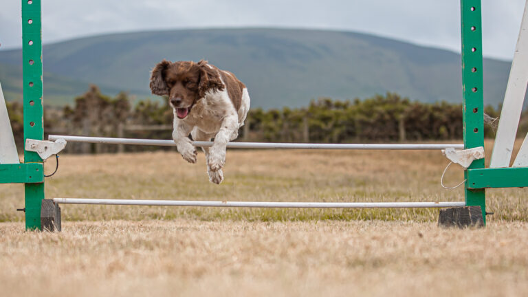 1642 579de8f95d7c9115be27bbff76a2f4d0 1 768x432