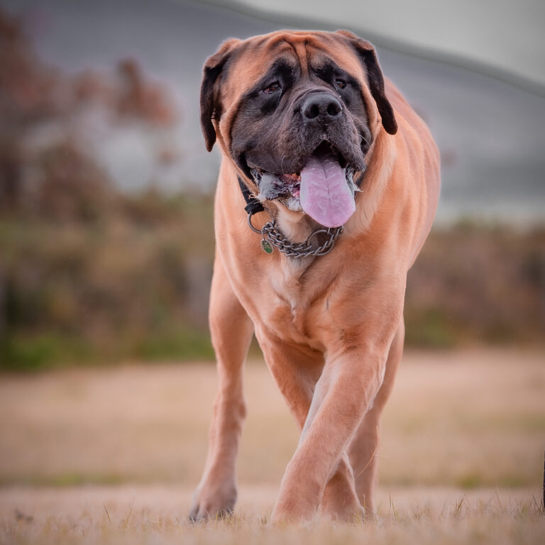 1642 d5189a2ae5f5cb1922c1889b3f35ddc1 1 768x768