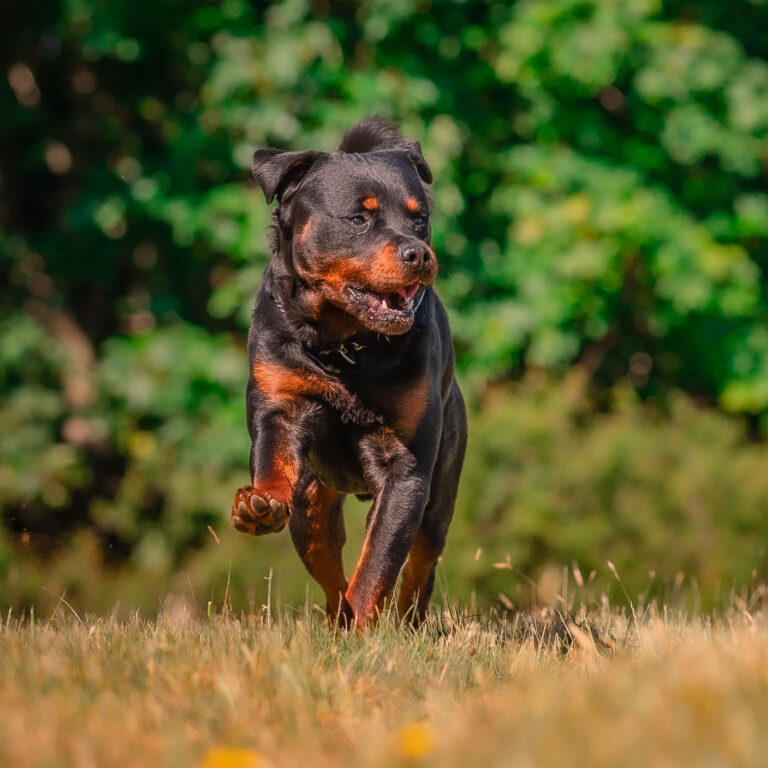 1642 f962dd2402379df6586c38bd573369b5 1 768x768