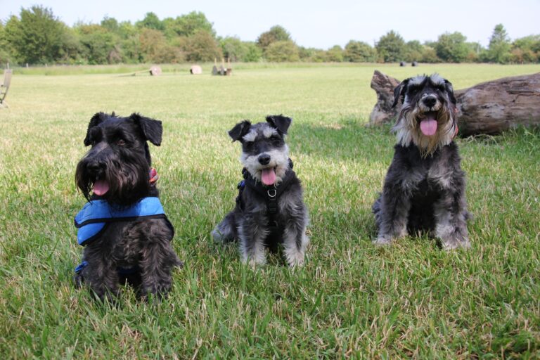 1669 720fee4096c7582e170d553b679270c3 1 768x512