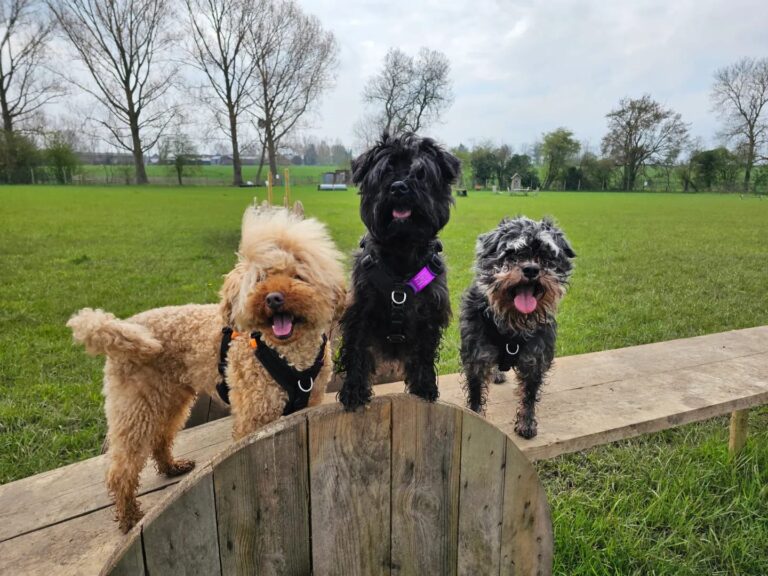 1669 d556d718034f336821d326795636b4d7 1 768x576