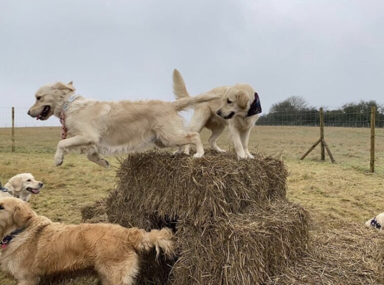 1775 1f3a8bf84696646277fcef67b42a1c1d 1 768x571