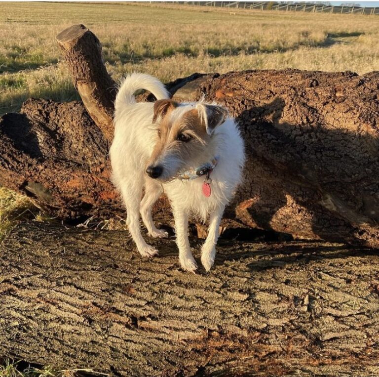 1775 64640bef992aae2f2f99a07ed7274e9e 1 768x763