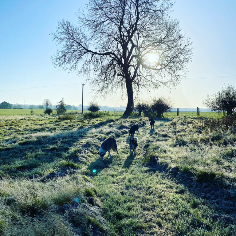 1785 cb4488b4e8b4af47e1ed4fc1ac4d2b59 1 768x768