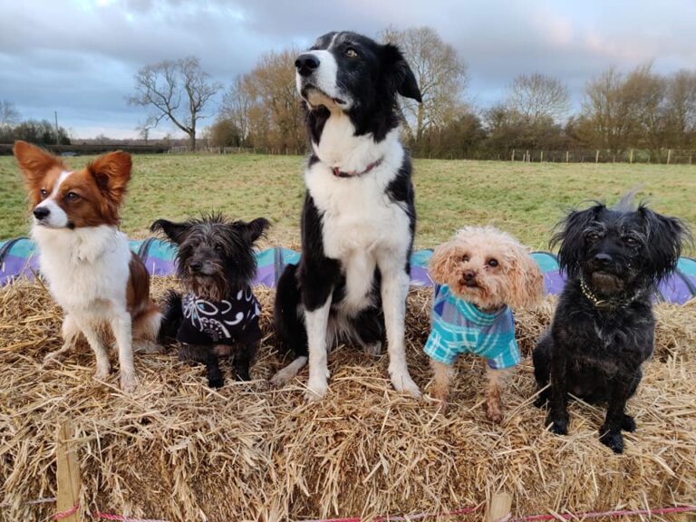 1785 e131b362a25215e4c22e16e8f925cd5b 1 768x576