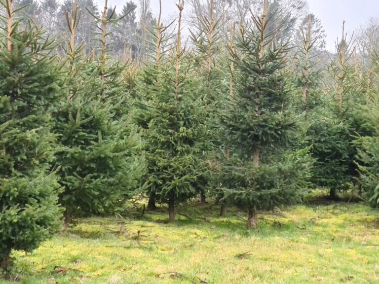 1793 6428d261419c0174c25d24fe586d6ed2 1 768x576