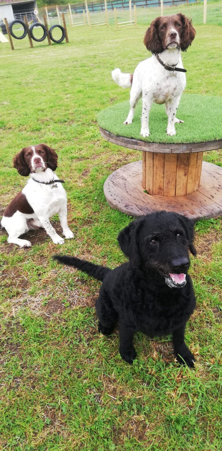 1842 20fde5125ab17330a7253dd00964ecda 1 768x1558